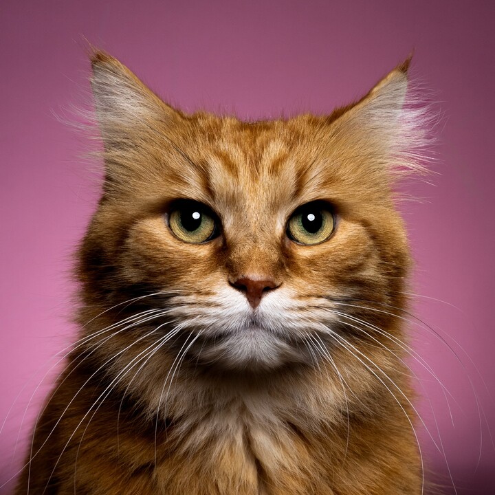 Duke